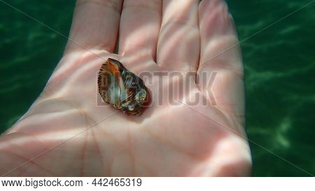 Southern Oyster Drill Or Redmouthed Rocksnail (stramonita Haemastoma) On The Hand Of A Diver, Aegean