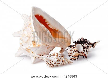 Cockleshell ทะเลบนพื้นหลังสีขาว