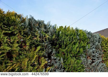Hedge Trimming From Green Evergreen Conifers. The Gardener Made A Green, Yellow-gray Wall Of Striped