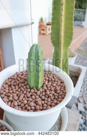 Eriocereus Harrisia Jusbertii  Or Cactus , Fairytale Castle Or Cereus Peruvianus Plant