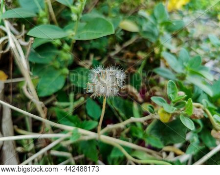 Stock Photo Of Beautiful Dandelion Flower Also Known As Taraxacum Scientific Name, Blurry Green Leav