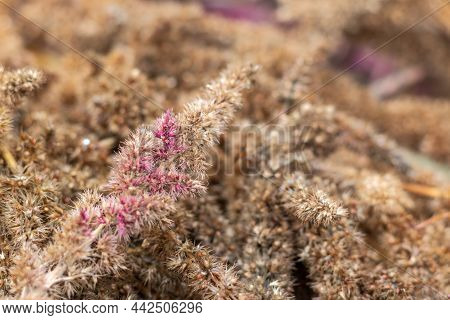 Dry Autumn Amaranth Flower On The Blurred Background With Copy Space. Amaranthus Paniculatus.