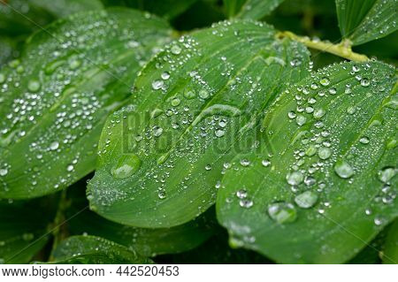 Botanical Collection, Green Leaves Of Polygonatum Multiflorum Solomon's Seal Medicinal Plant