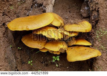 Jack-o-lantern Mushroom. Pulgas Ridge, San Mateo County, California, Usa.