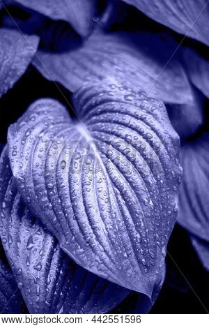 Close Up Beautiful Fresh Purple Background With Leaves And Drops Of Water. Plant With A Drop From Th