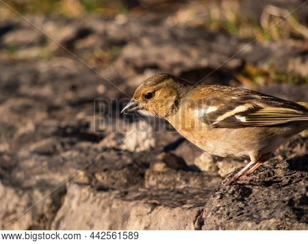 The Female Of The Common Chaffinch (fringilla Coelebs) Grey-brown, The Lower Back And Rump Are A Dul