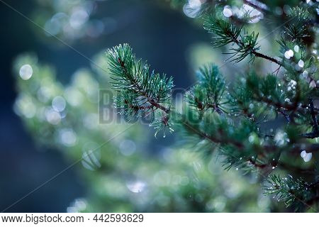 Pine Tree Branch