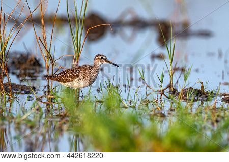 Tringa Glareola Or Wood Sandpiper In Marshland