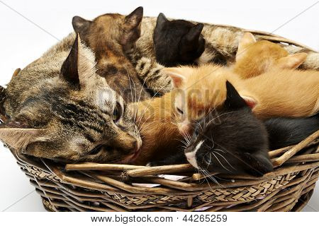 cat