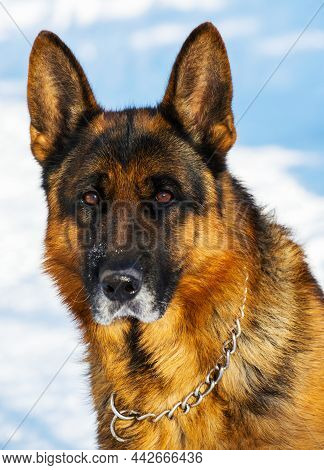 Dog German Shepherd In A Park In A Winter Day. Muzzle In Snow