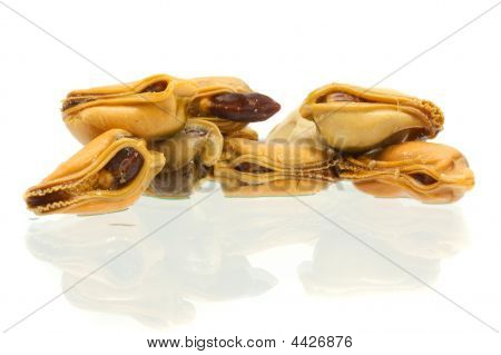 Mossel