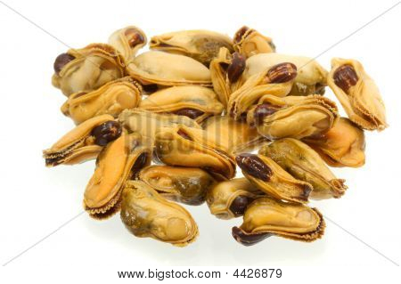 Mossel