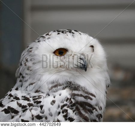 Polar Owl Close-up. The Polar Owl's Head Is In Full Face.