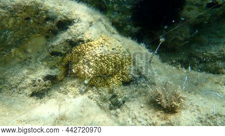 Variable Loggerhead Sponge (ircinia Variabilis) Undersea, Aegean Sea, Greece, Halkidiki