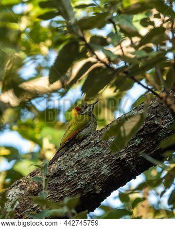 Lesser Yellownape Or Picus Chlorolophus A Woodpecker Bird At Foothills Of Himalaya At Forest Reserve