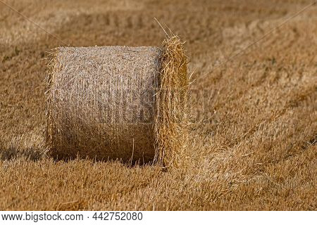 Agriculture Farm Field Haystacks Landscape. Haystacks Harvest On Agriculture Farm Fields. Farm Field