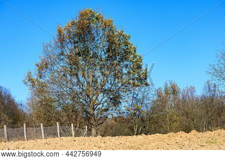 Old Huge Tree