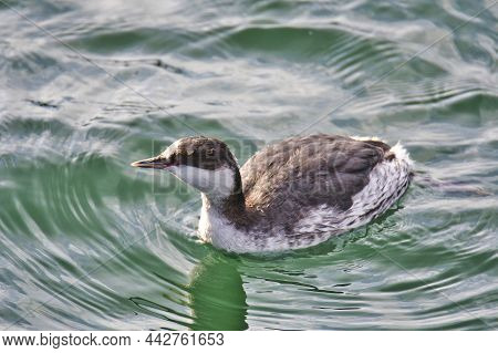 A Closeup Of An Eared Grebe Swimming In The Sea.    White Rock Bc Canada