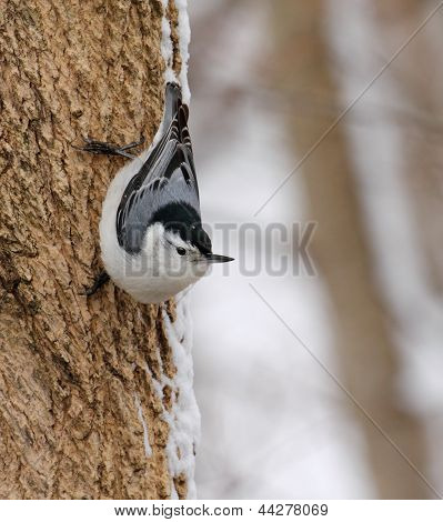 Picchio muratore su un albero