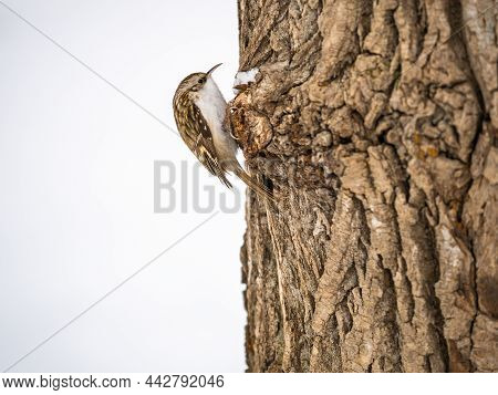 Little bird Eurasian treecreeper crawling on a tree. Cute interesting forest bird Treecreeper. Nature background. The Eurasian treecreeper or common treecreeper, lat. erthia familiaris