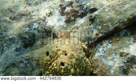 Zvonimir Blenny (parablennius Zvonimiri) Undersea, Aegean Sea, Greece, Halkidiki