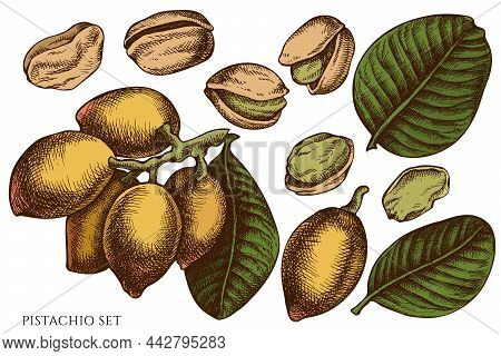 Vector Set Of Hand Drawn Colored Pistachio Stock Illustration