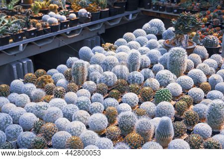 Selective Focus At Group Of Various White Mammillaria Cactus On Shelf Display For Sale In Plant Shop