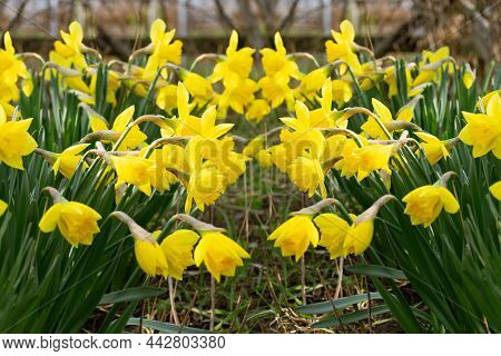 Spring Flowering Yellow Daffodils In The Garden