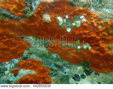 Red Encrusting Sponge Or Orange-red Encrusting Sponge (crambe Crambe) Undersea, Aegean Sea, Greece, 