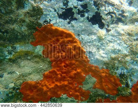 Red Encrusting Sponge Or Orange-red Encrusting Sponge (crambe Crambe) Undersea, Aegean Sea, Greece, 