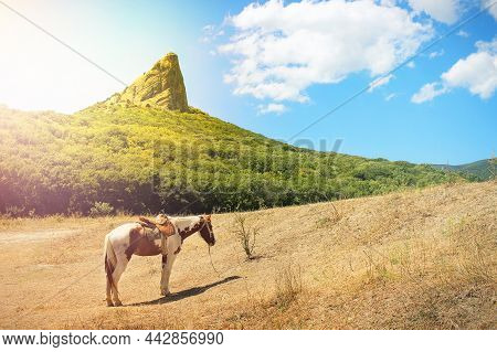A White Brown Horse With A Saddle And Stirrup Stands Against The Background Of A Rock Covered With G