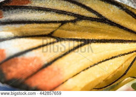 The Orange Gull Butterfly Wings Are Yellow-orange And White.