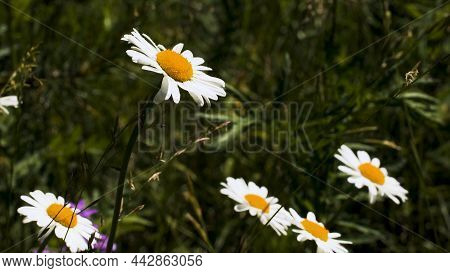 Close-up Of Raindrops Falling On Daisies. Creative. Summer Light Rain On Flower Meadow. Beautiful Da