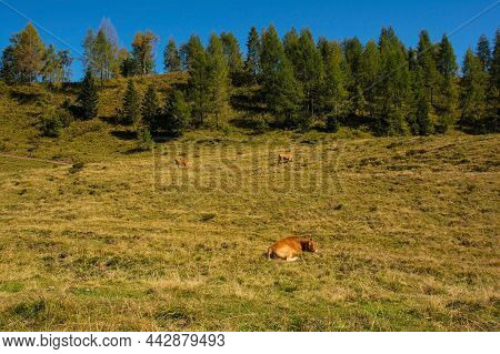 Dairy Cows In Their Summer Pasture At Laghi Di Festons On Sella Festons Near Sauris Di Sopra, Udine 