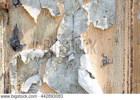 Old Shabby Wooden Door. Wood Surface With Peeling White And Beige Paint Texture Background. Chunks O