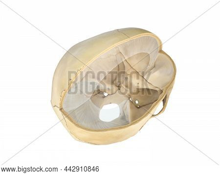 Human Skull Transversal Cross-section View. On White Background. 3d Rendering. Illustration, Falx Ce