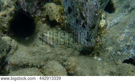 East Atlantic Peacock Wrasse (symphodus Tinca) Undersea, Aegean Sea, Greece, Halkidiki