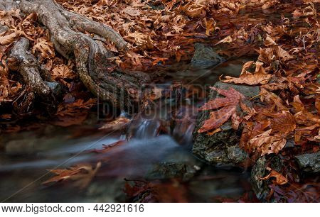 River Flowing With Maple Leaves On The Rocks On The Riverside In Autumn. Millomery Waterfall Troodos