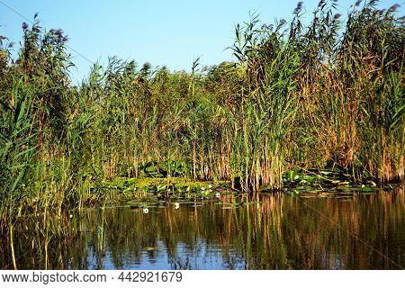 Thick Reeds And Willows On The Canals Of The Danube Delta In Romania
