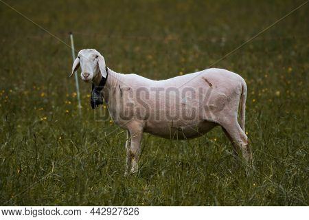 Freshly Shorn Sheep Of A Farm On A Lush Meadow In Switzerland