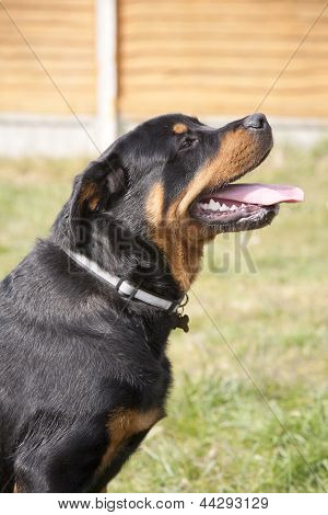 Rottweiler kiskutya