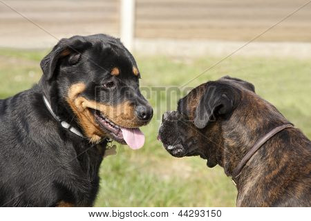 A Rottweiler és a Boxer kutya