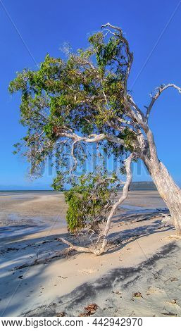 Soft, Squeaky White Sand, With Beautiful Towering Paperbark Trees Right On The Beach