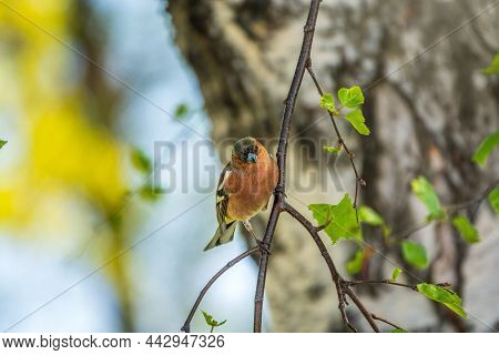 Common Chaffinch, Fringilla Coelebs, Sits On A Branch In Spring On Green Background. Common Chaffinc
