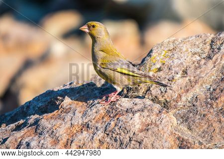 Green and yellow songbird, european greenfinch sitting on on stone rock. The European greenfinch, or greenfinch, lat. Chloris chloris, is a small passerine bird in the finch family Fringillidae.