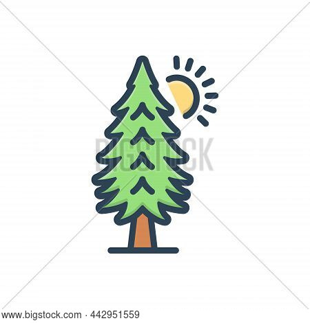 Color Illustration Icon For Pine-trees Pine Trees Forest Fire-tree Evergreen Lake Timber Leaf Botany