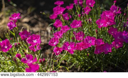Magenta Flower Clove Pink Blossom At Sunrise, Pink Fresh Carnation In Nature