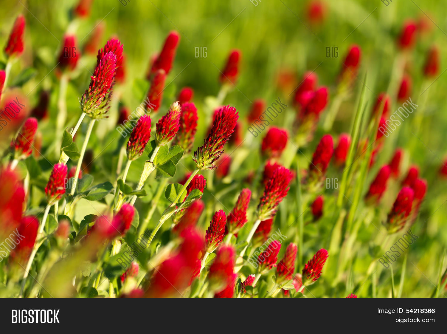 Crimson Clover Image & Photo (Free Trial) | Bigstock