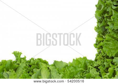 Close up of lettuce in semi-flame shape, isolated on white. Concept of healthy lifestyle and dieting