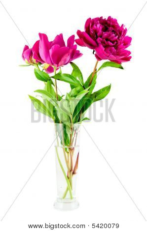 The Pink Peony en florero